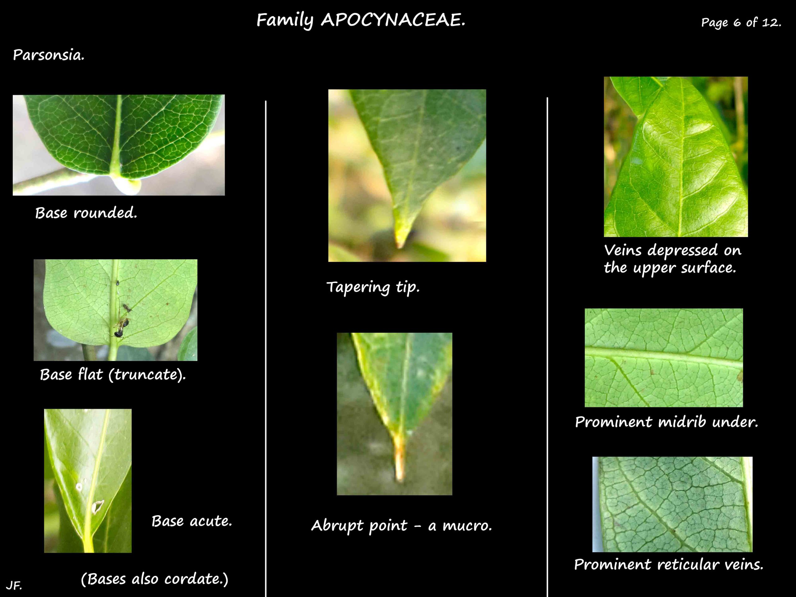 6 Parsonsia leaf tips & bases